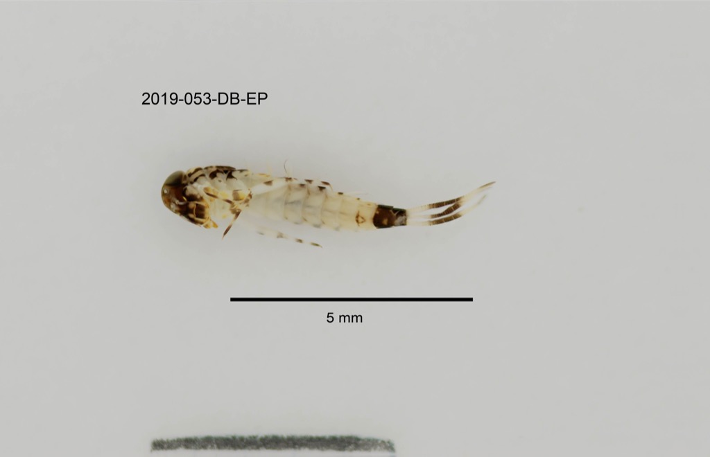 lateral