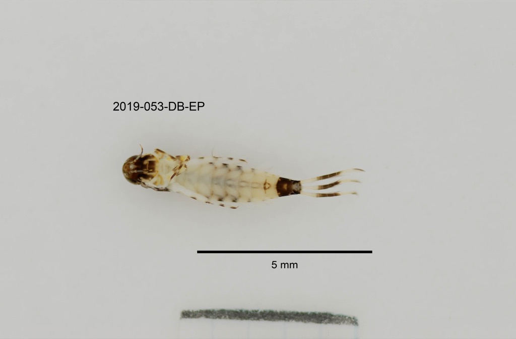ventral