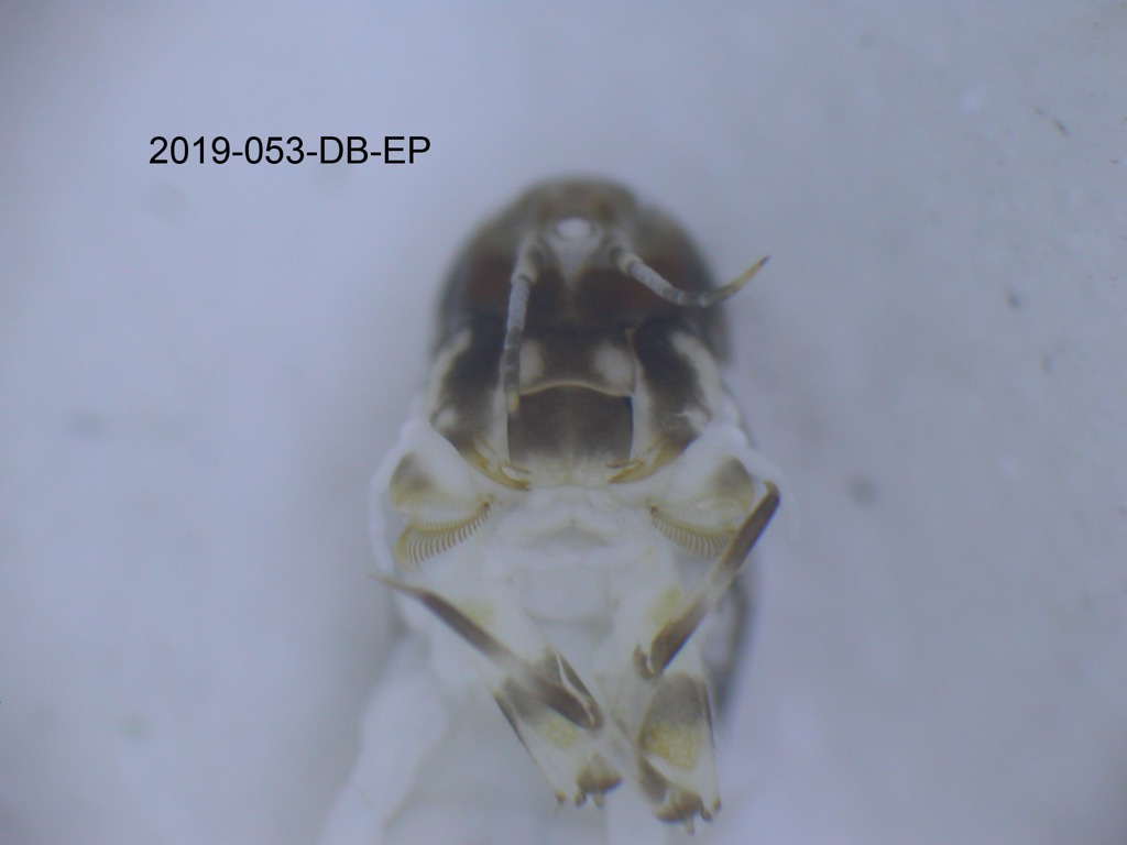 mouth ventral