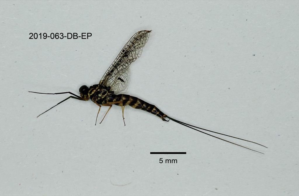 lateral