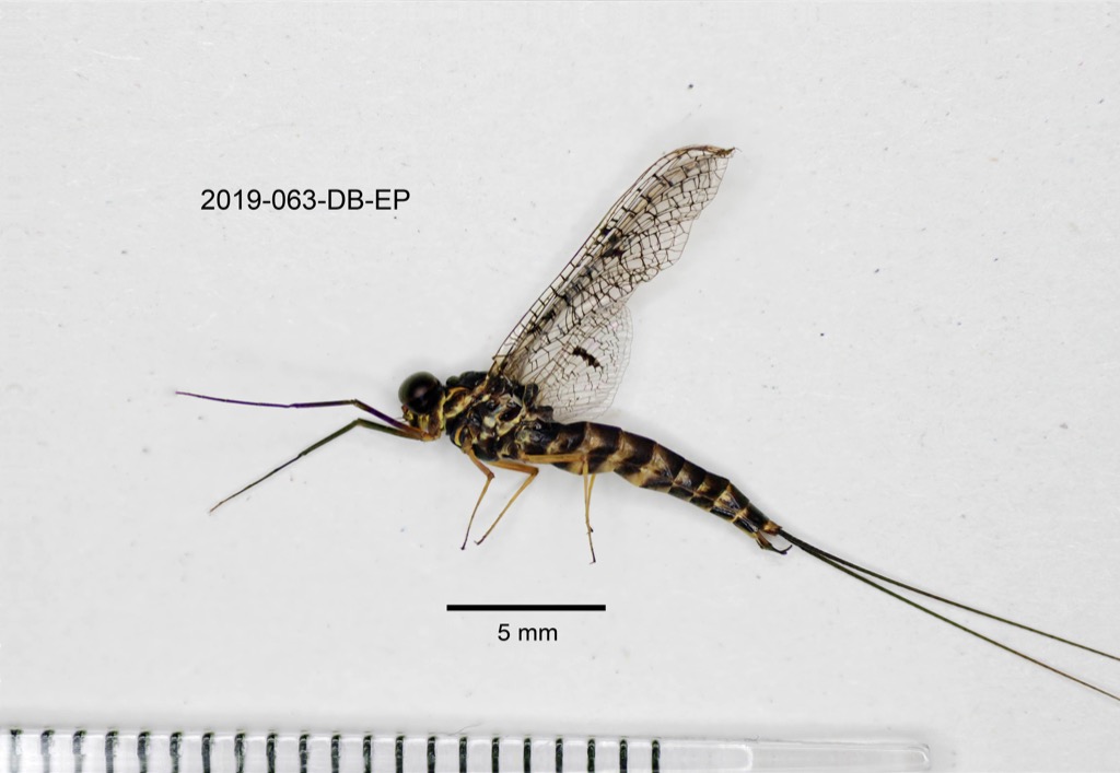 lateral