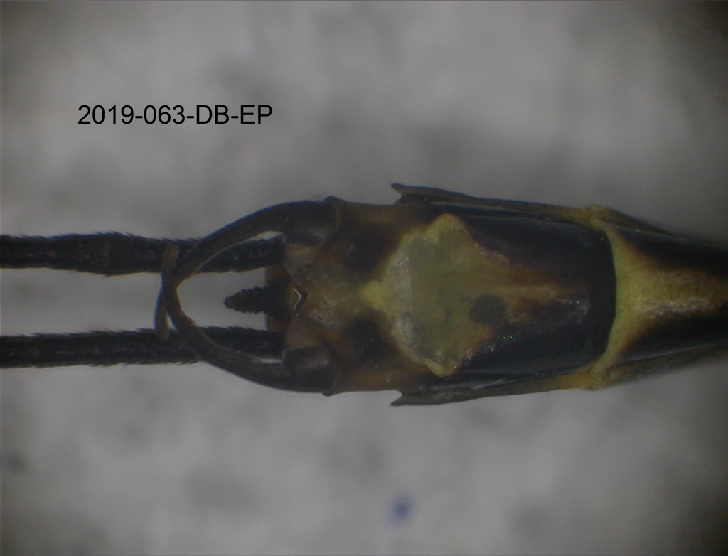 genitalia ventral