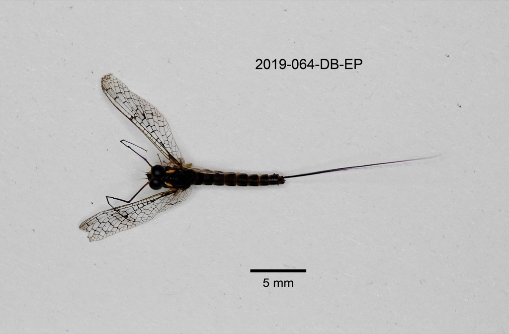 dorsal
