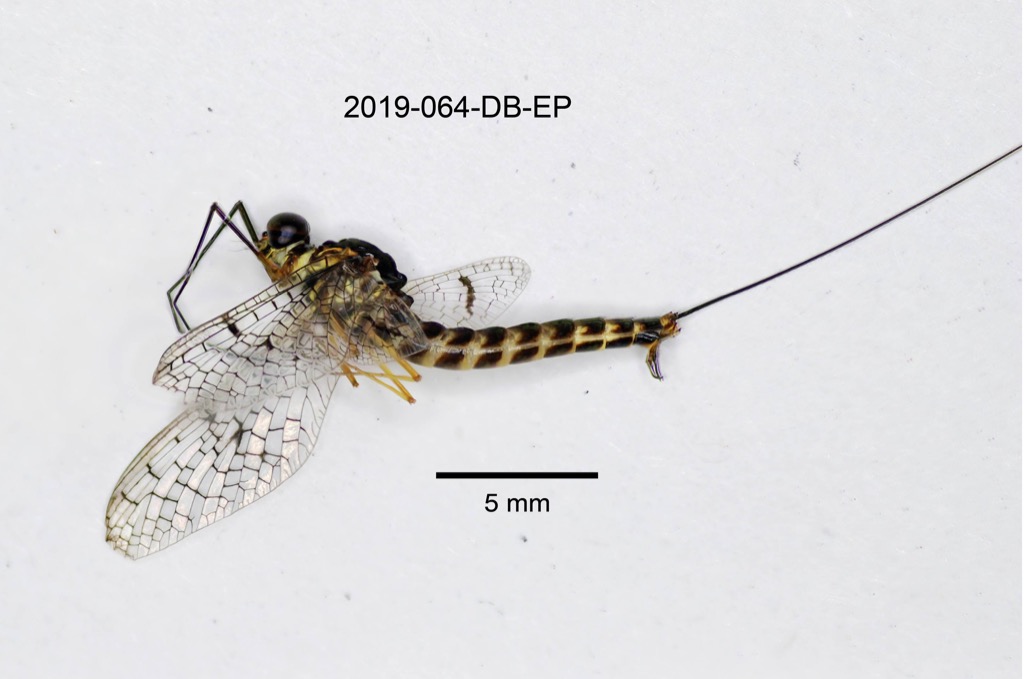 lateral