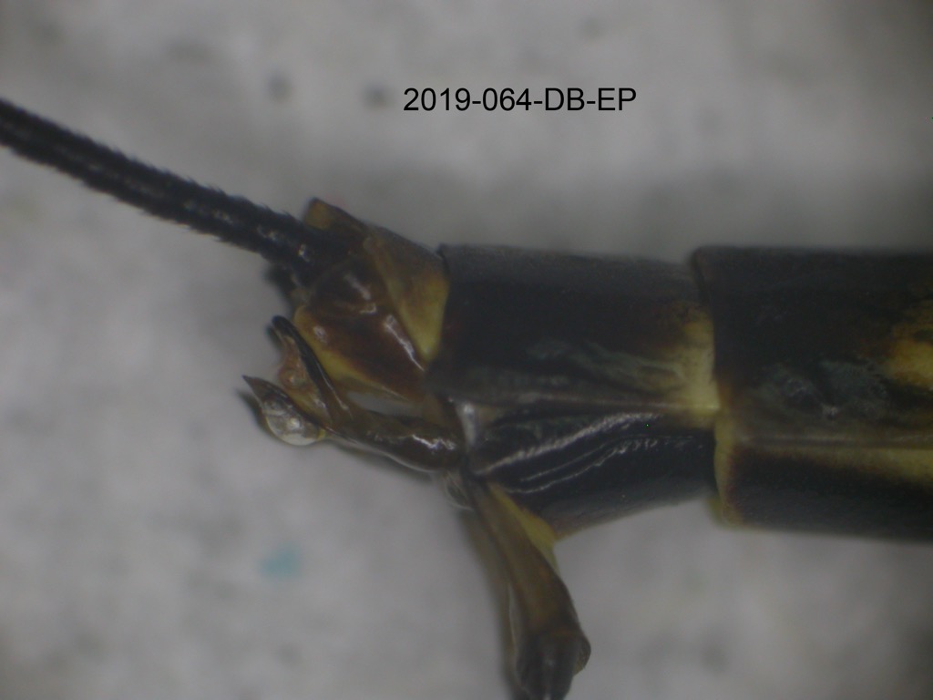genitalia lateral
