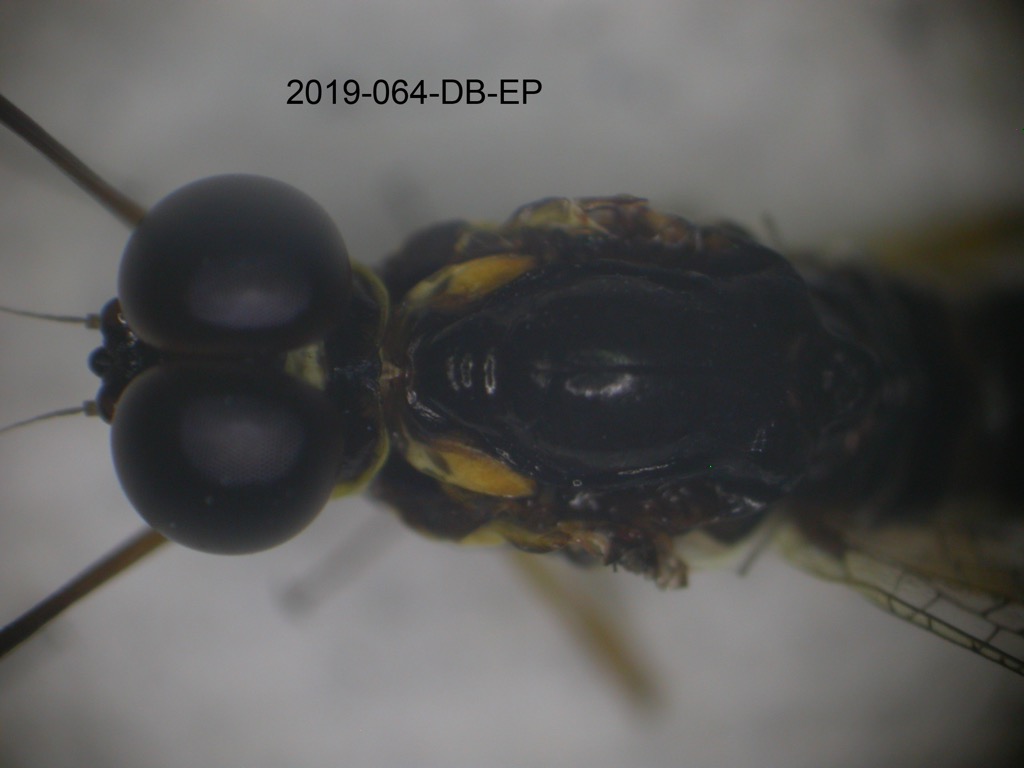 head and thorax dorsal