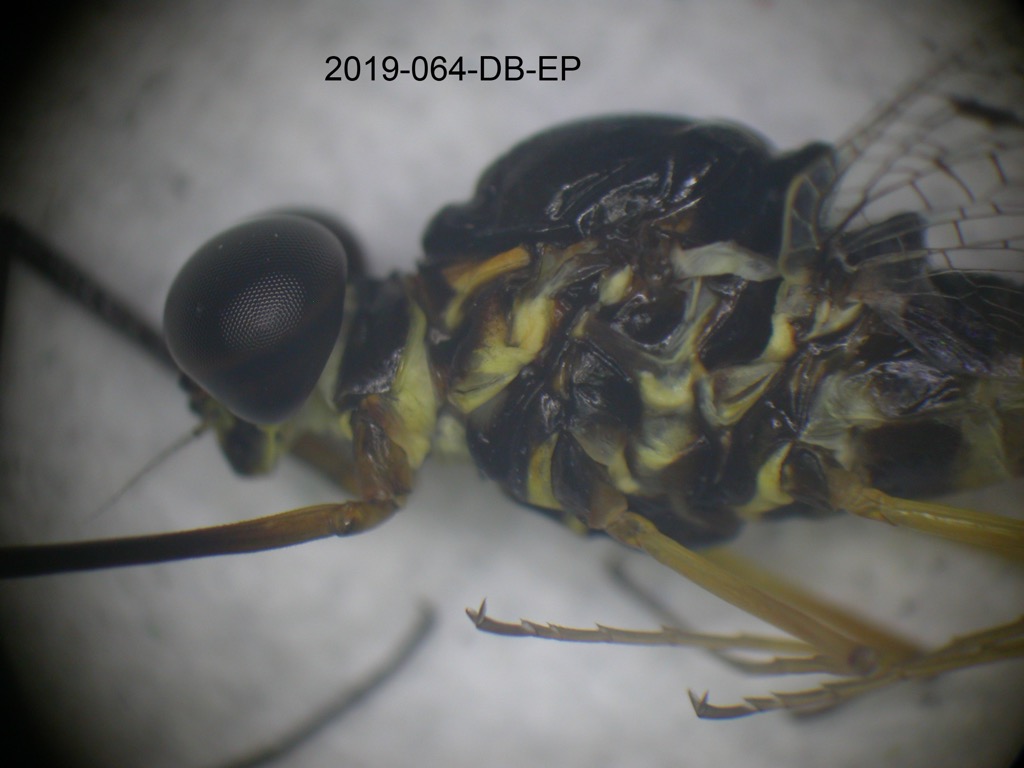 head and thorax lateral