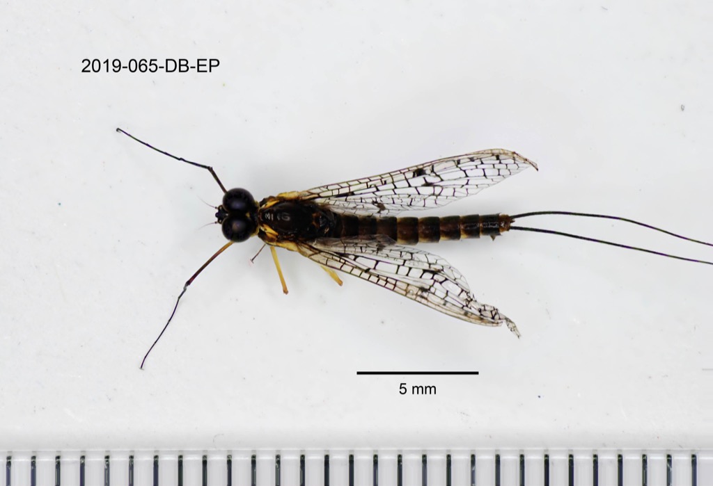 dorsal