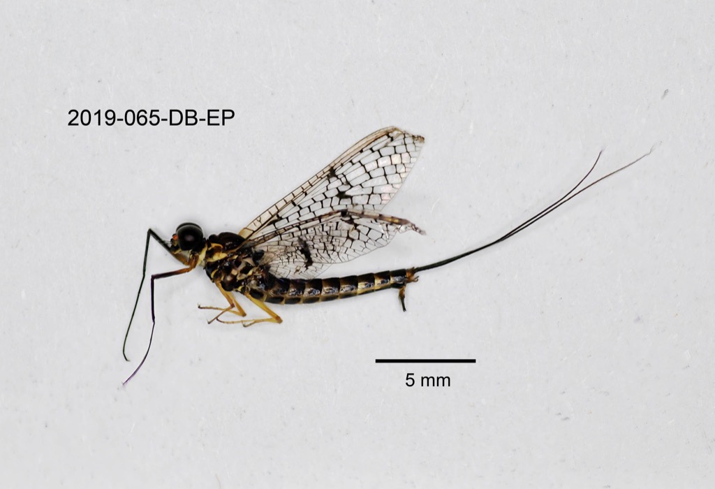 lateral