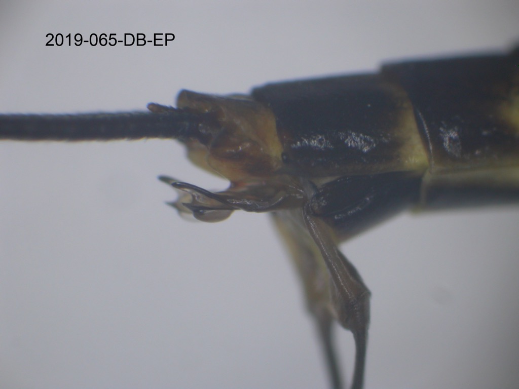 genitalia lateral