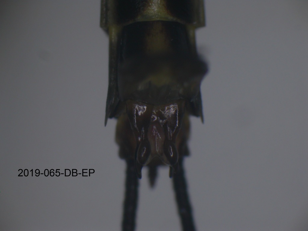 genitalia ventral