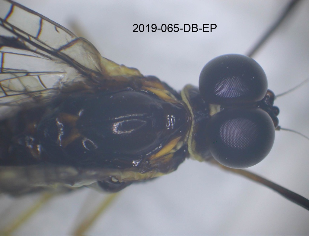 head and thorax dorsal