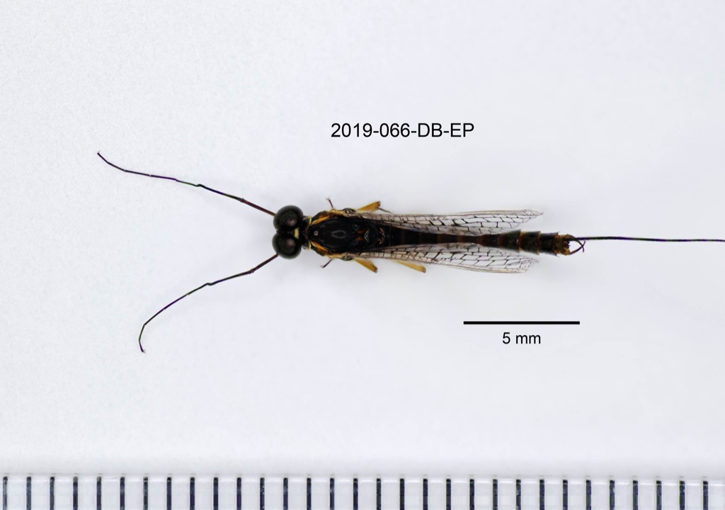 dorsal