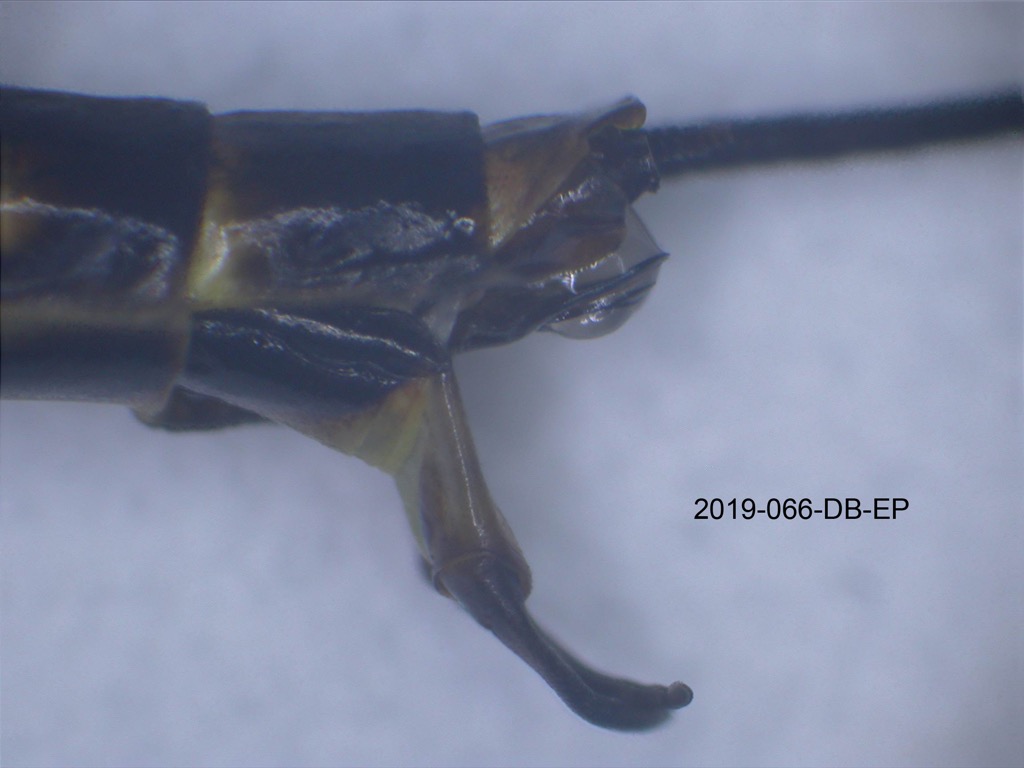 genitalia lateral