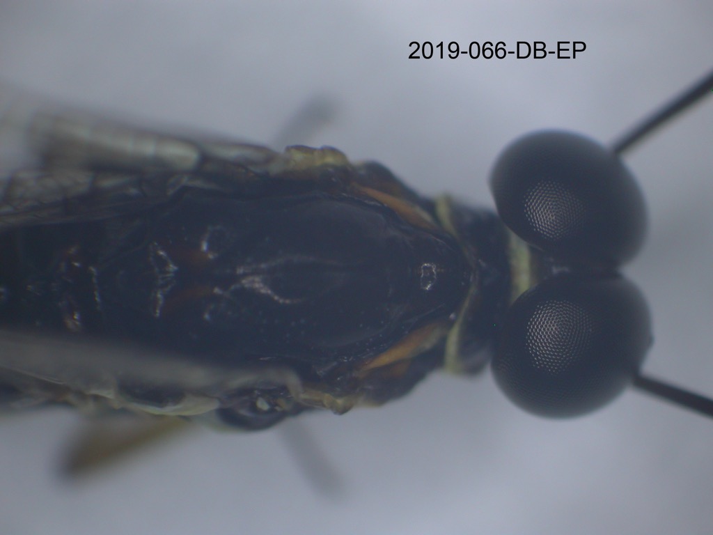 head and thorax dorsal