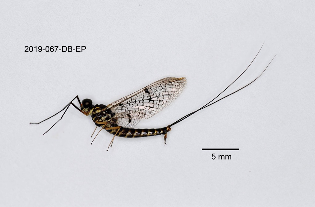lateral