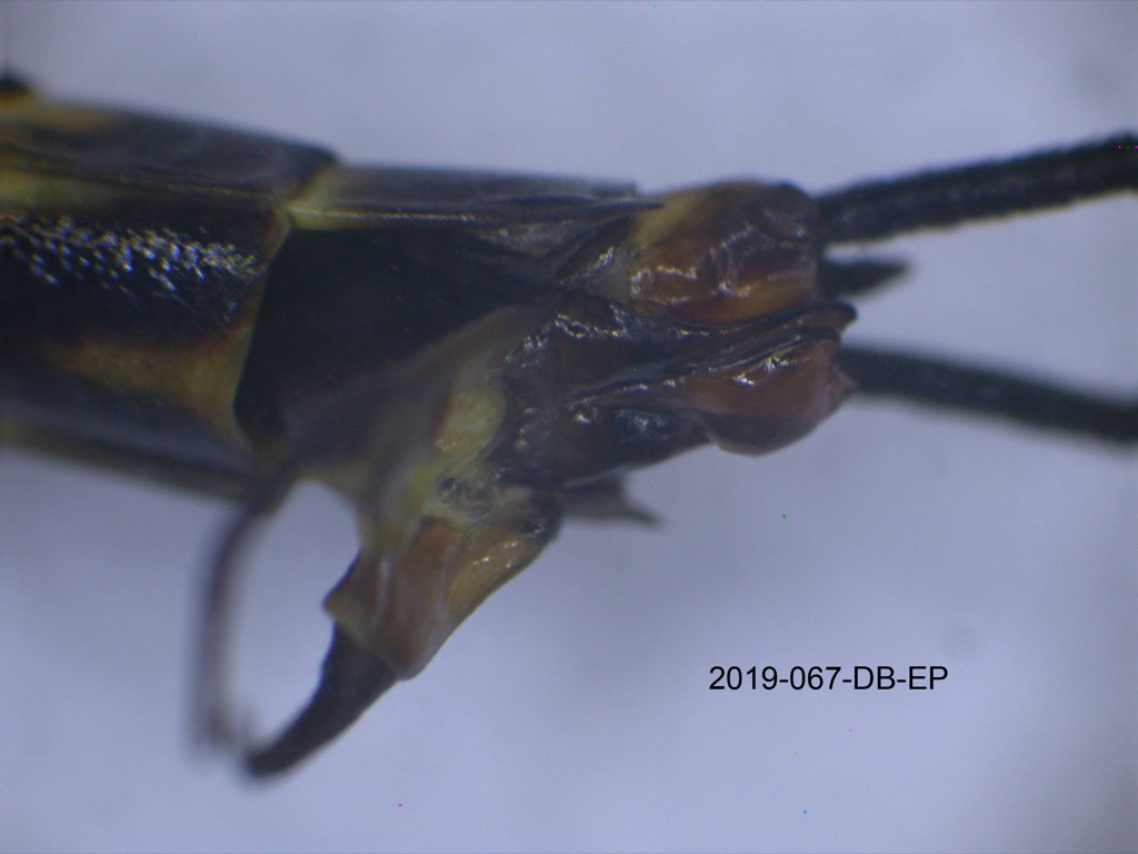genitalia lateral