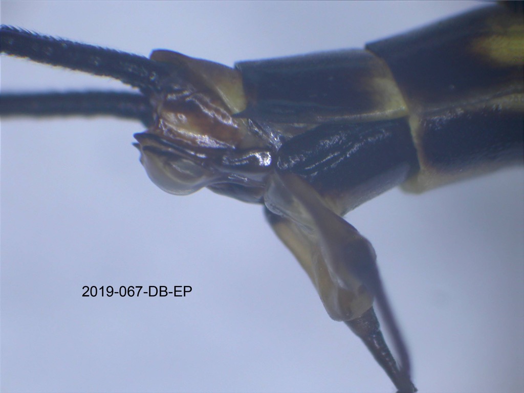 genitalia lateral