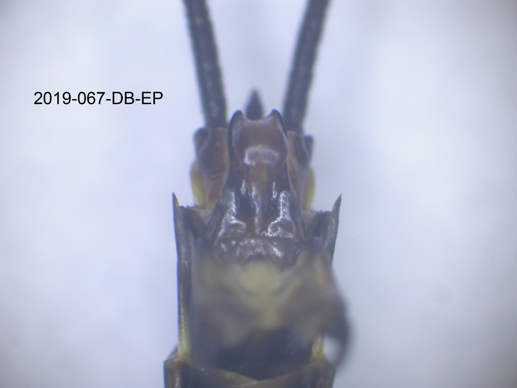 genitalia ventral