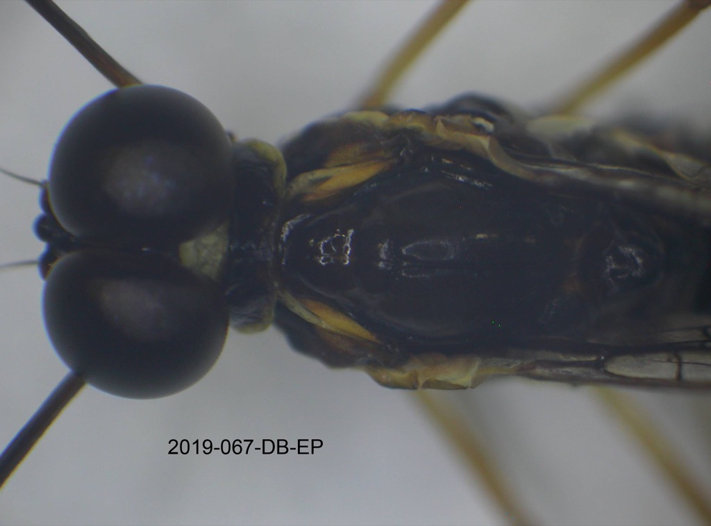 head and thorax dorsal