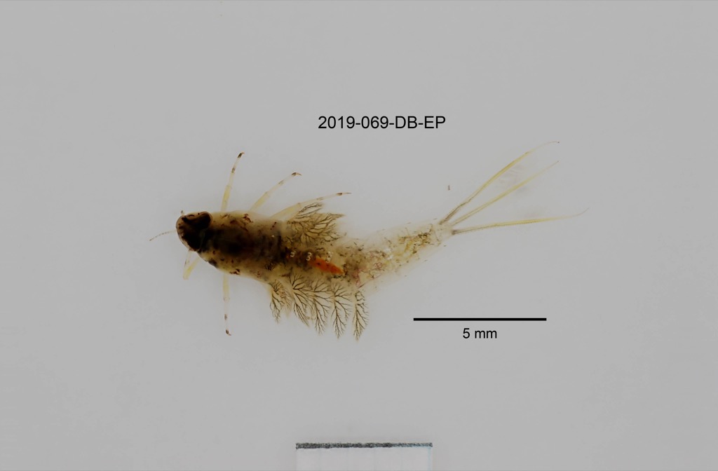 dorsal