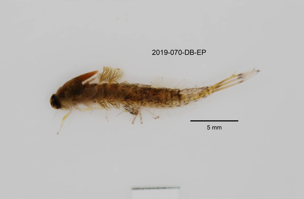 dorsal