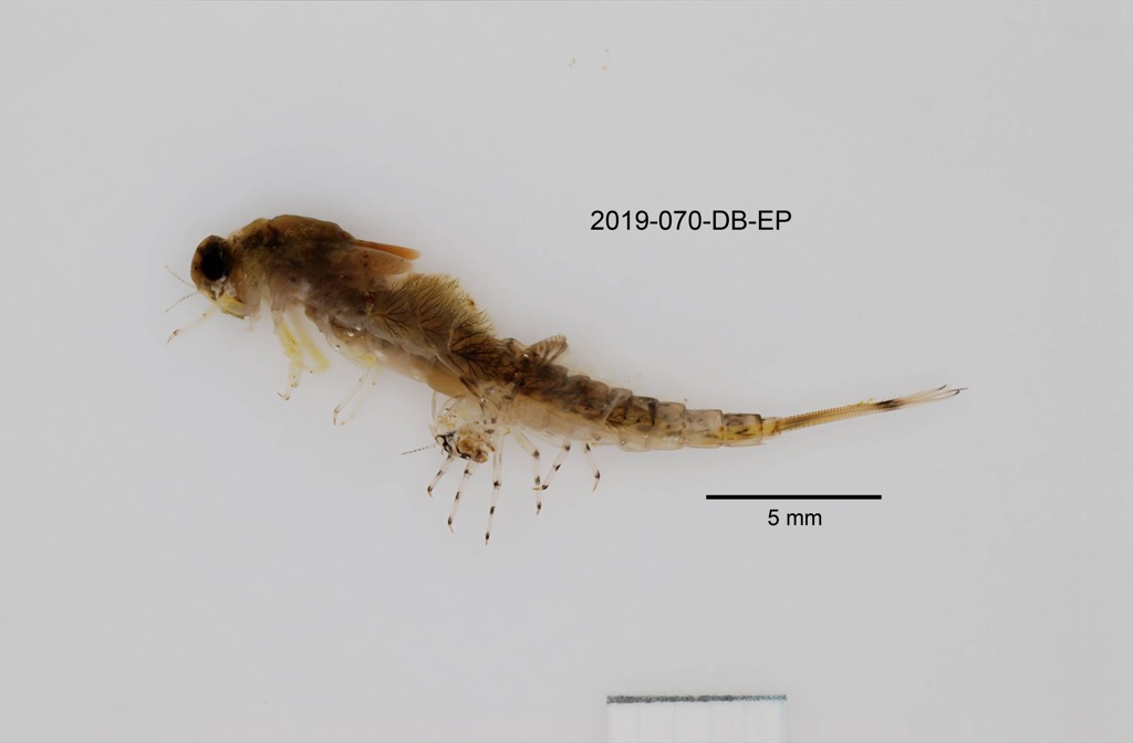 lateral