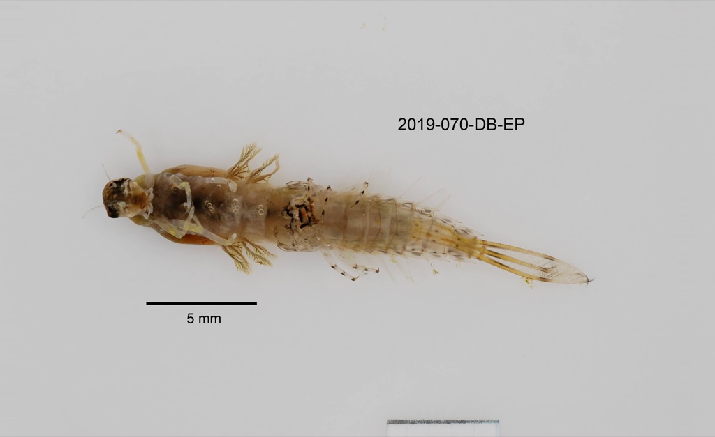 ventral
