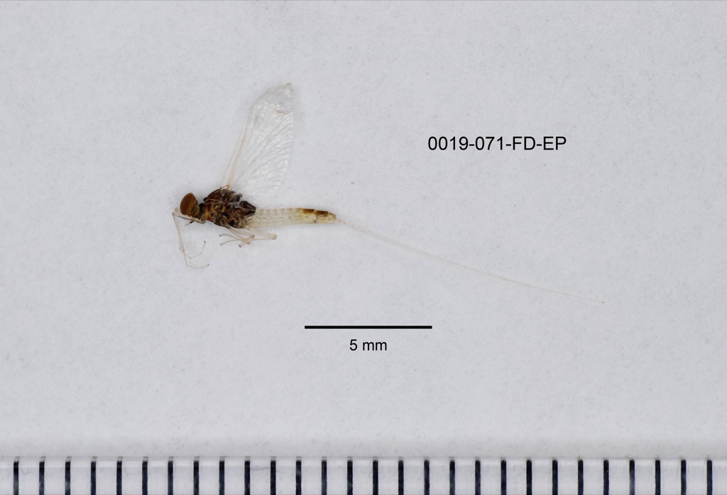lateral