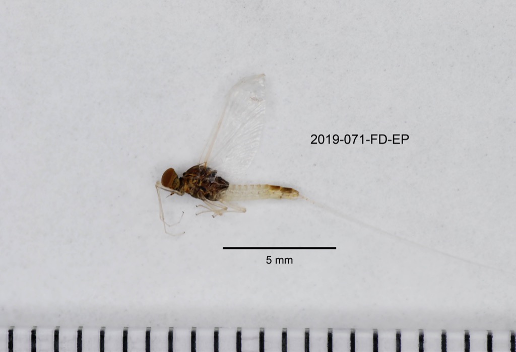 lateral