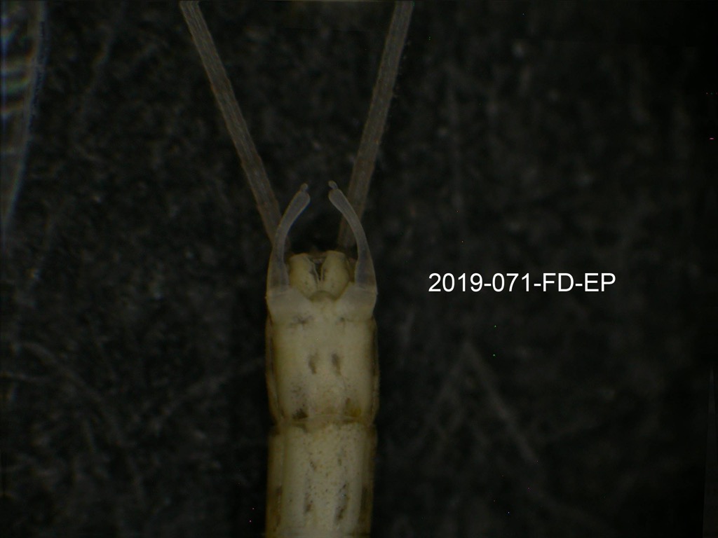 genitalia ventral