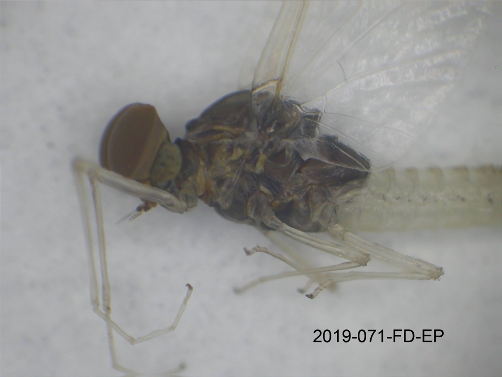 head and thorax lateral