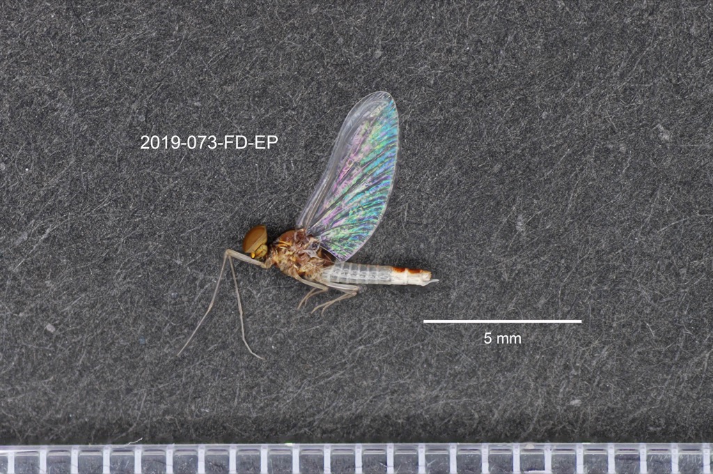 lateral