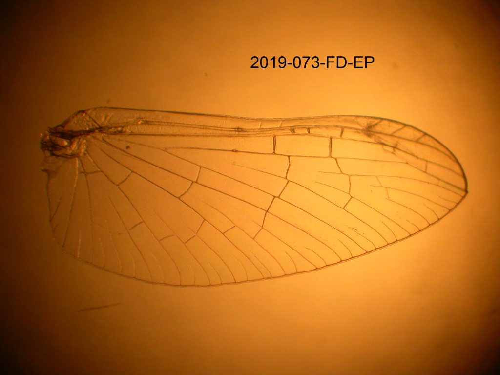 forewing