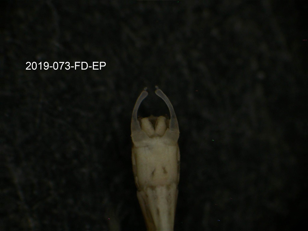 genitalia ventral