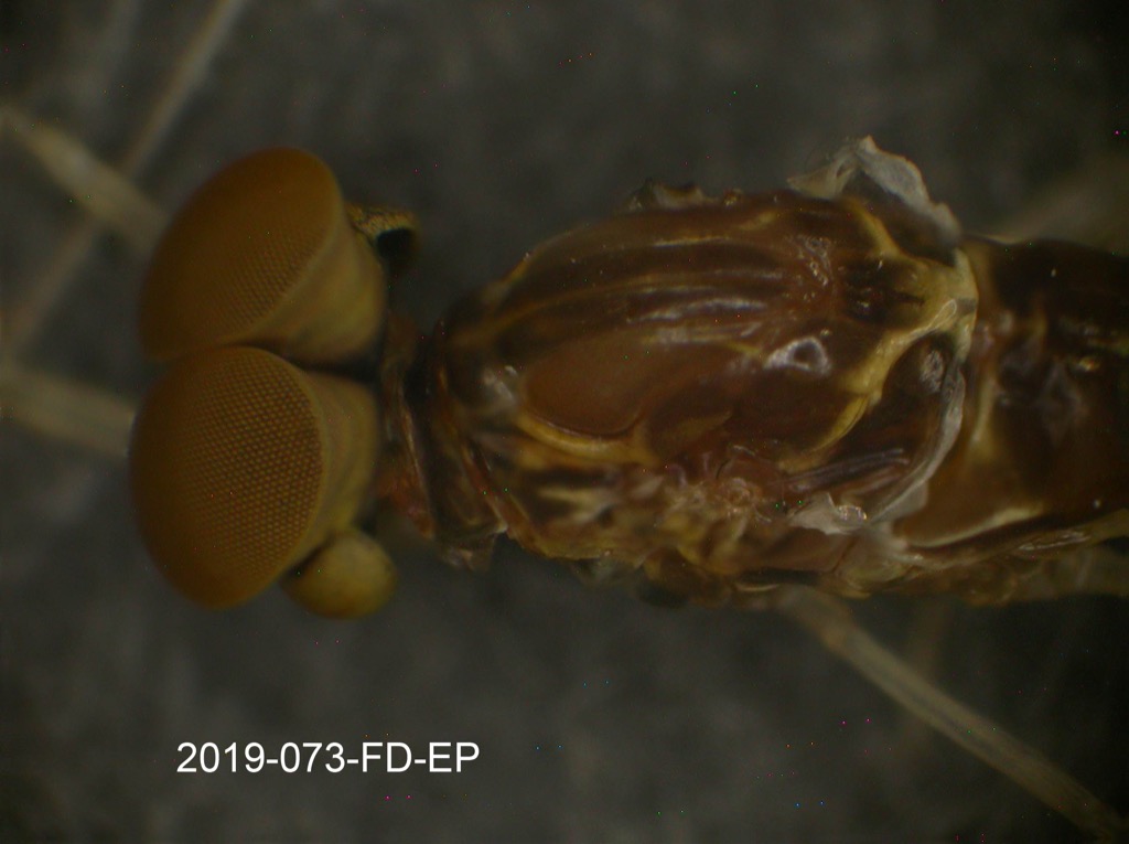 head and thorax dorsal