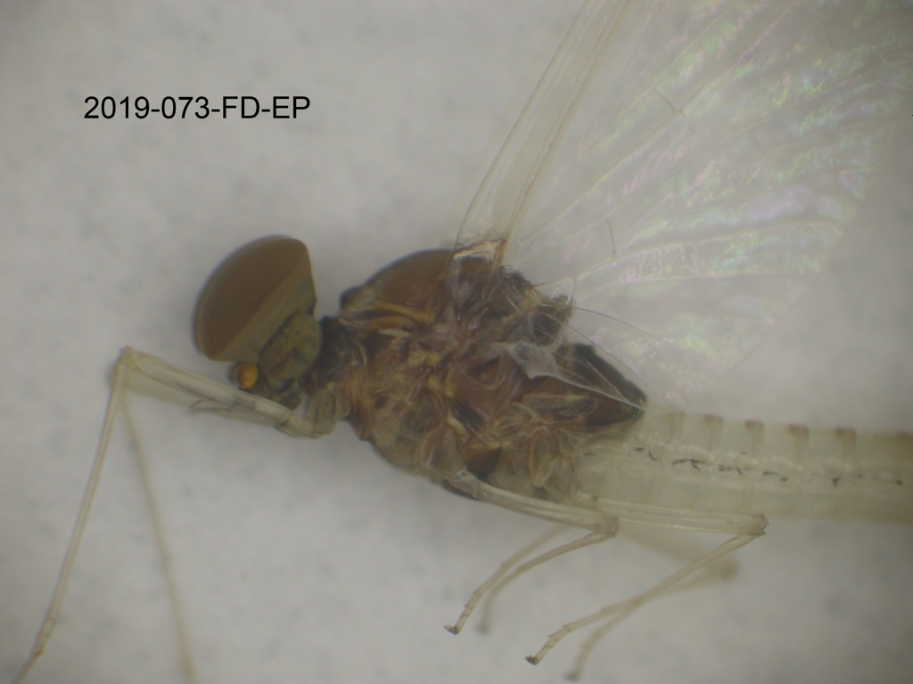 head and thorax lateral