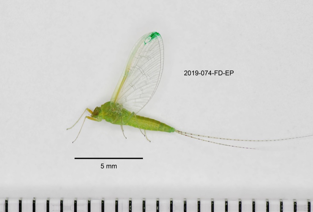 lateral