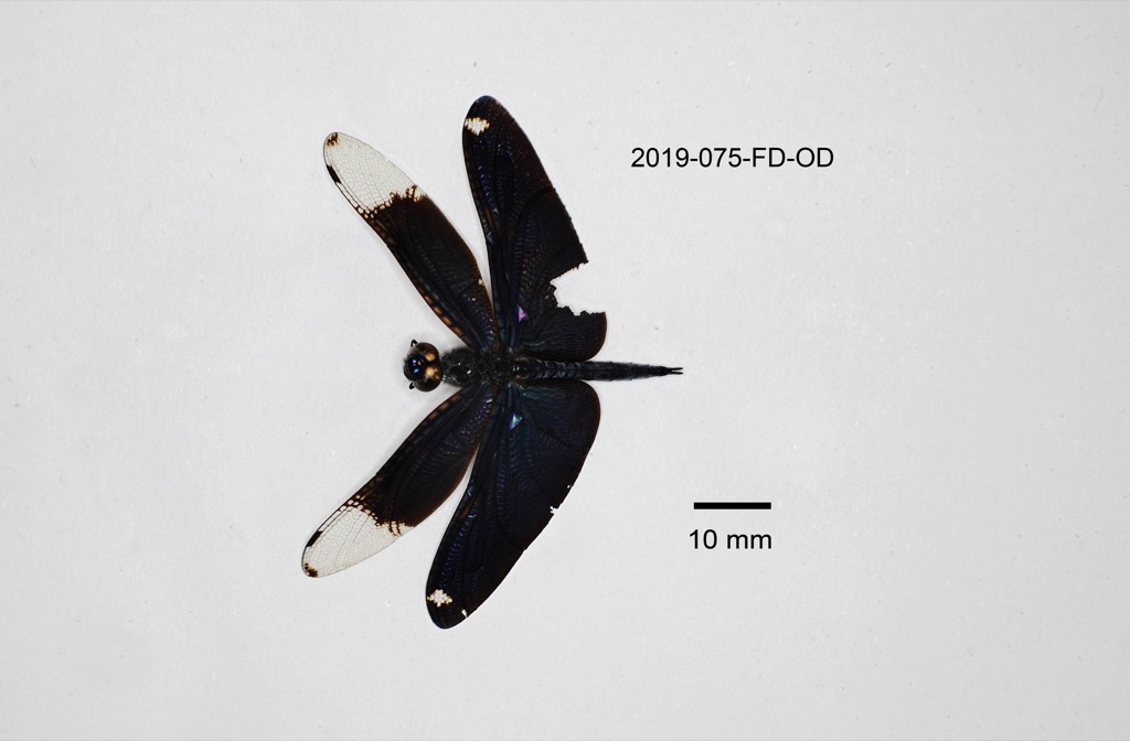dorsal