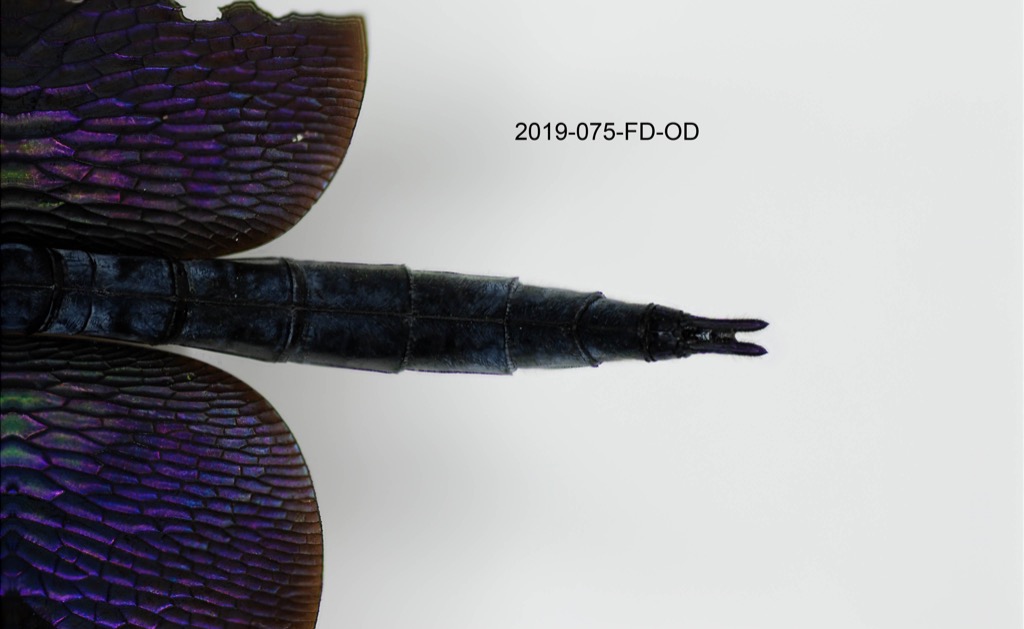 anal appendages dorsal