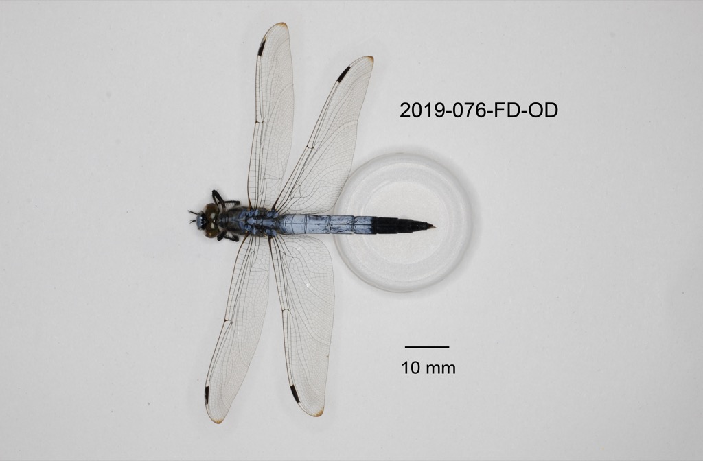 dorsal