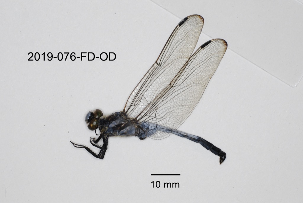 lateral