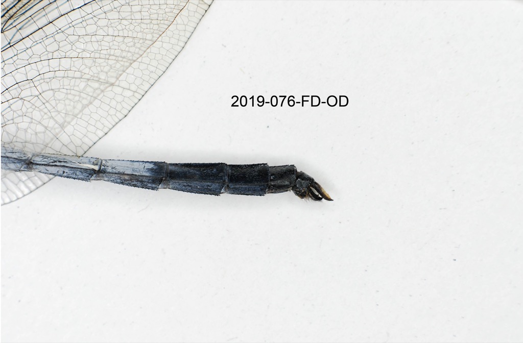anal appendages lateral