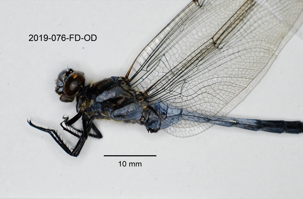 head and thorax lateral