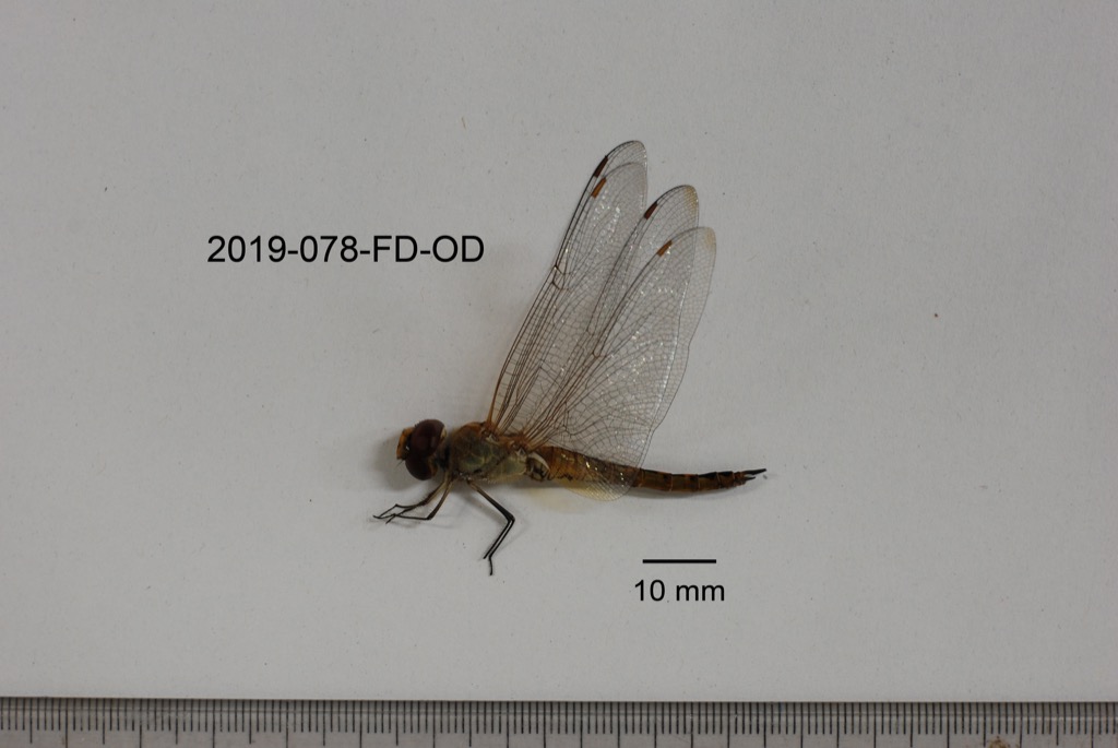 lateral