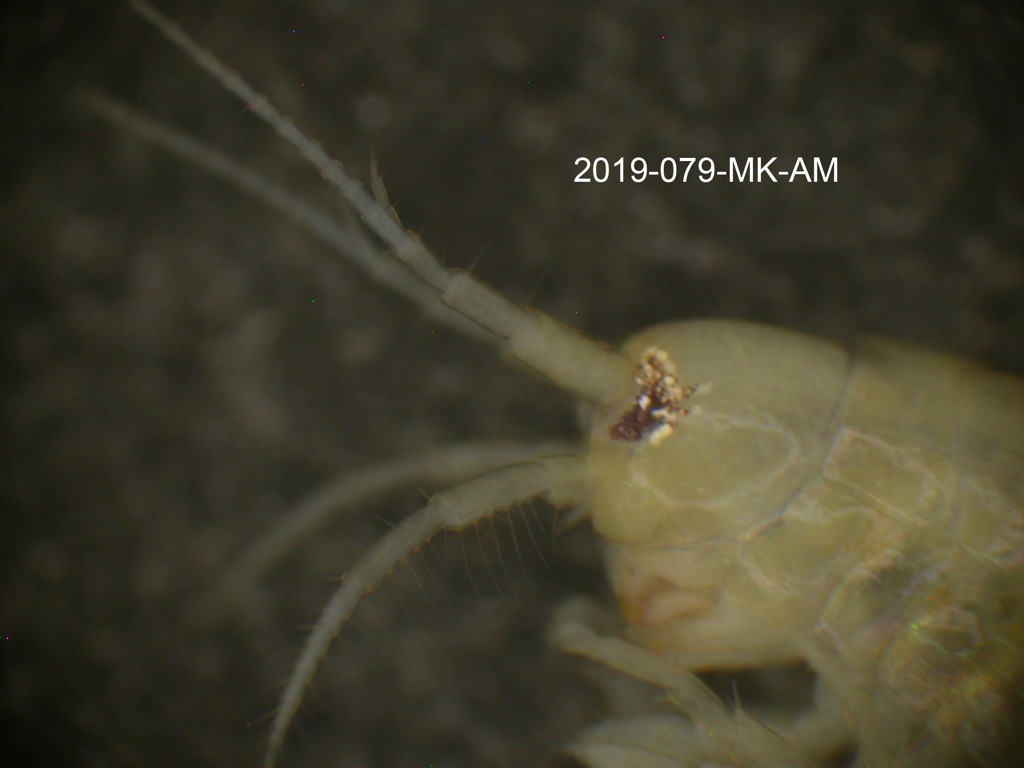 head lateral