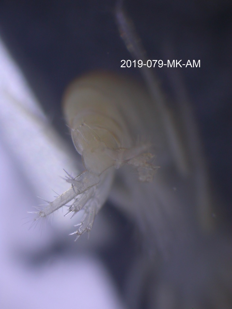 telson ventral