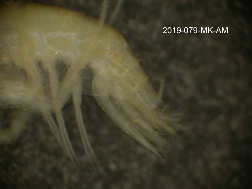 uropod lateral