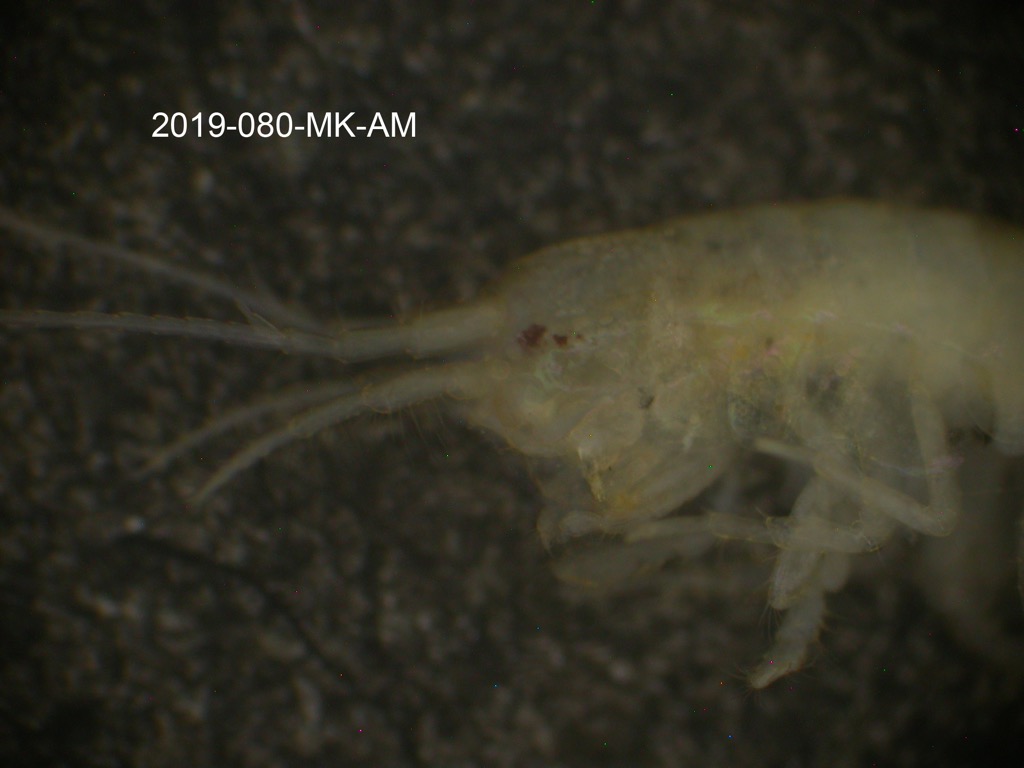 head lateral