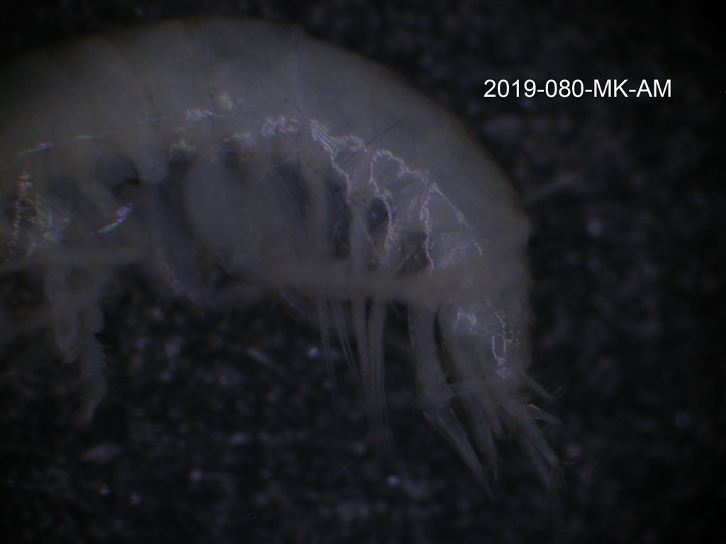 uropod lateral